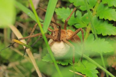 Doğal neriene peltata örümcek fotoğrafı