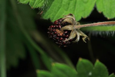 Daha büyük titreyen ot bitkisi makro fotoğrafı