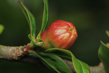 kırmızı nar ağacı çiçekli makro fotoğraf