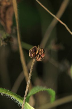 Daha büyük titreyen ot bitkisi makro fotoğrafı