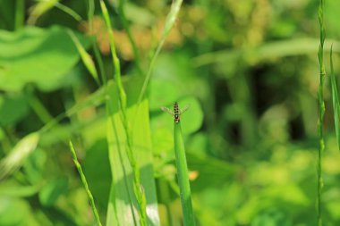 Doğal Eupeodes çiçeği sineği fotoğrafı