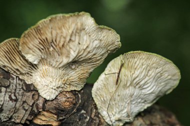 Doğal ağaç mantarı makro fotoğraf