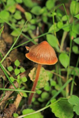 Doğal ağaç mantarı makro fotoğraf