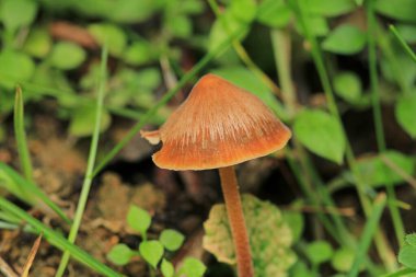 Doğal ağaç mantarı makro fotoğraf