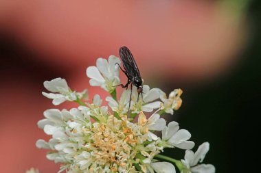 Dönen karasineğin makro fotoğrafı