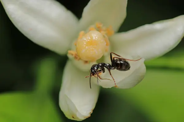 Siyah marangoz karınca makro fotoğrafı