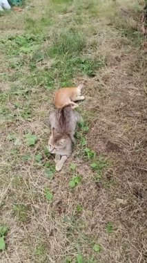 Yeşil çimlerin üzerinde sevimli bir kedi