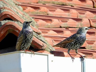 Vahşi Sturnus Vulgaris kuş fotoğrafı.