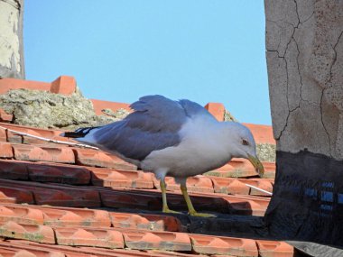 Vahşi beyaz martı kuş fotoğrafı.