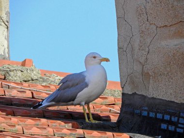 Vahşi beyaz martı kuş fotoğrafı.