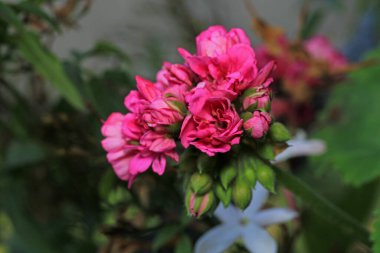 pembe pelargonium zonale çiçek makrosu