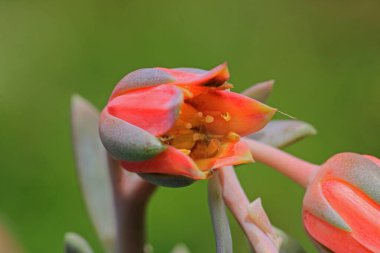 Lezzetli çiçekler açar bu makro çiçek fotoğrafı