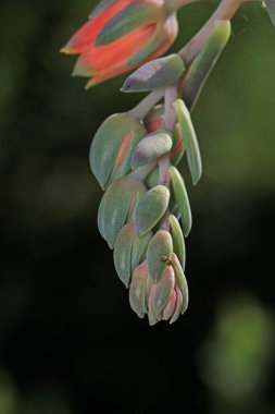 Lezzetli çiçekler açar bu makro çiçek fotoğrafı