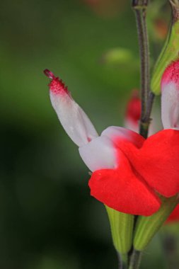 pembe beyaz salvia microphylla çiçeği