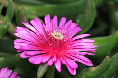 Arkasında buz bitkisi çiçeği makro fotoğrafı