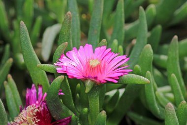 Arkasında buz bitkisi çiçeği makro fotoğrafı