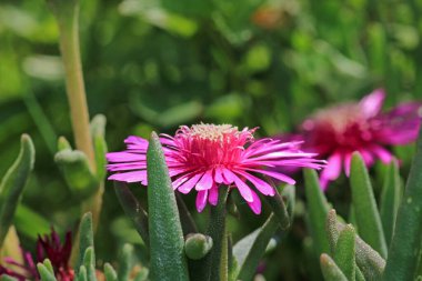 Arkasında buz bitkisi çiçeği makro fotoğrafı