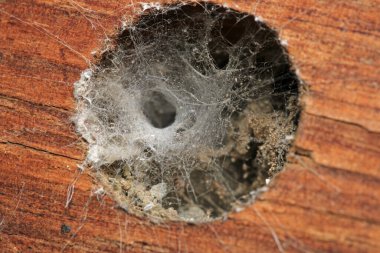 Agelena labirenti Örümcek makro fotoğrafı