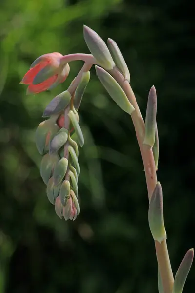 Lezzetli çiçekler açar bu makro çiçek fotoğrafı