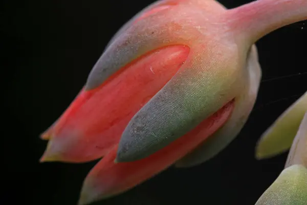 Lezzetli çiçekler açar bu makro çiçek fotoğrafı
