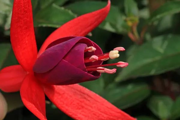 Pembe fuşya melez çiçek fotoğrafı.