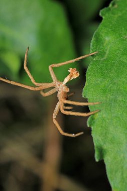 Agelena labirenti Örümcek makro fotoğrafı