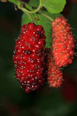 kırmızı dut meyveli makro fotoğraf