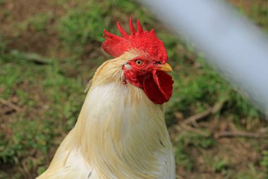kırmızı beyaz horoz hayvan fotoğrafı