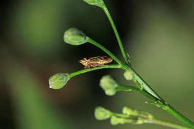 Cam kanatlı keskin nişancı böcek makro fotoğrafçılığı