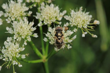 eristalinus aeneus böcek makro fotoğraf
