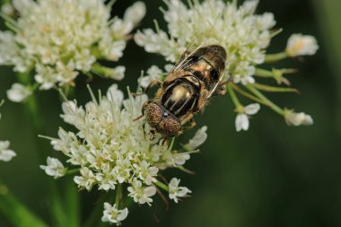 eristalinus aeneus böcek makro fotoğraf