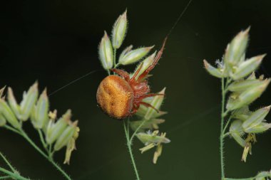 Araneus alsine örümcek makro fotoğrafı