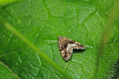 Rivula sericealis böcek güve makro fotoğrafı