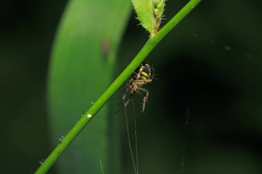 Doğal parasteatoda tepidariorum örümcek makrosu