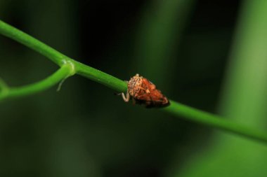 Cam kanatlı keskin nişancı böcek makro fotoğrafçılığı