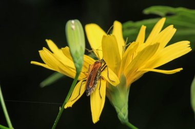 Doğal oedemera böceği makro fotoğrafı