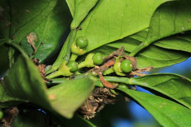 mandalina ağacı beyaz çiçekleri makro fotoğraf