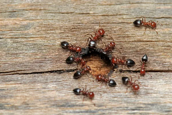 Siyah marangoz karınca makro fotoğrafı