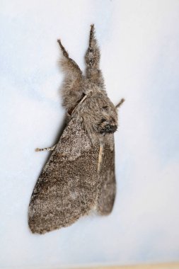 soluk tussock böcek makro fotoğraf