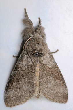 soluk tussock böcek makro fotoğraf