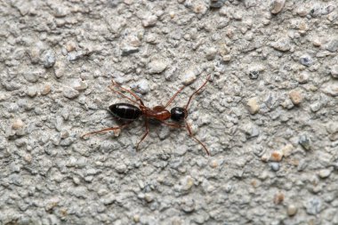 Siyah marangoz karınca makro fotoğrafı