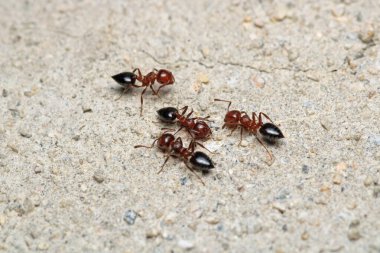 Siyah marangoz karınca makro fotoğrafı