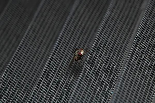 Dönen karasineğin makro fotoğrafı