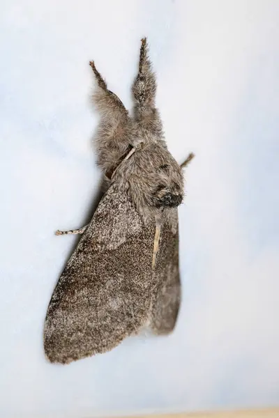 soluk tussock böcek makro fotoğraf