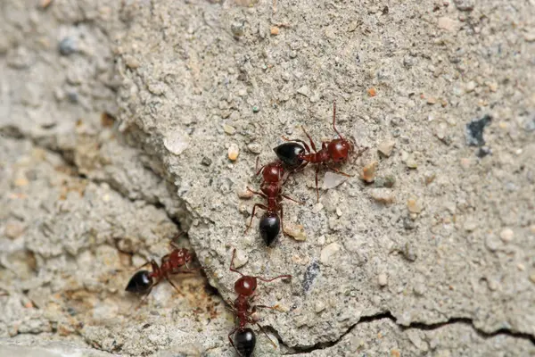 Siyah marangoz karınca makro fotoğrafı