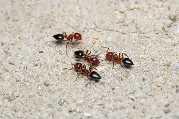 Siyah marangoz karınca makro fotoğrafı