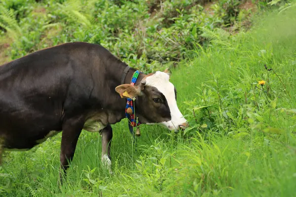 Doğal kahverengi inek resmi.