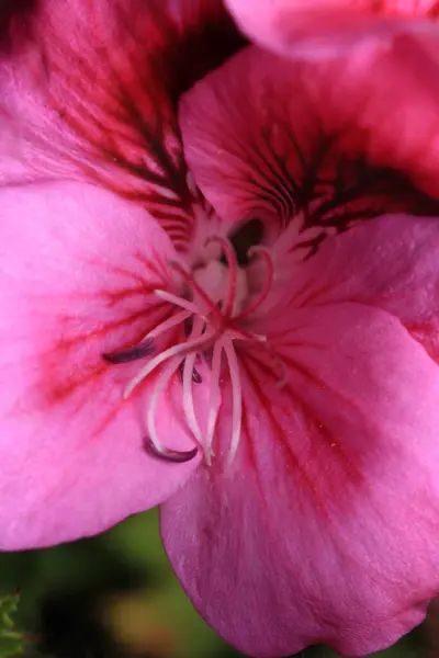 pembe pelargonium zonale çiçek makrosu