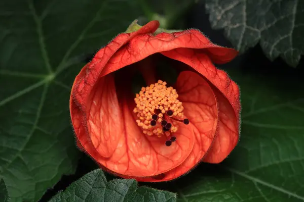 hibiscus syriacus çiçek makro fotoğrafı