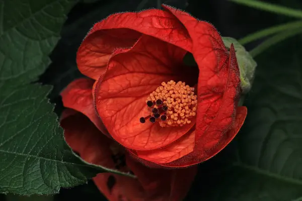 hibiscus syriacus çiçek makro fotoğrafı